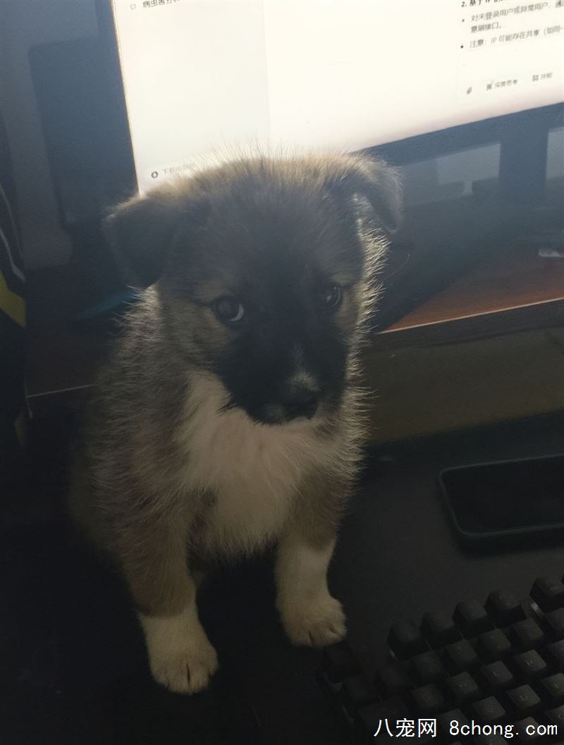 中华田园犬 