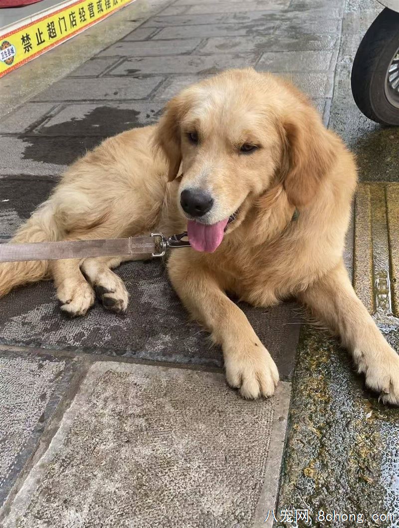 金毛狗狗